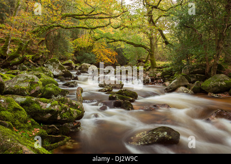 Der Fluss Plym in Dewerstone Woods im Herbst Dartmoor National Park Devon Uk Stockfoto