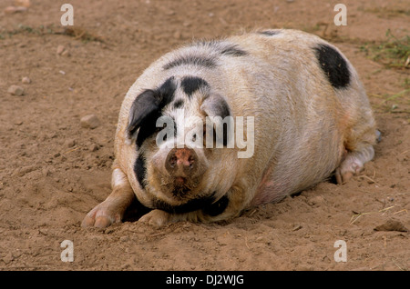 Turopolje-Schwein, Turopoljeschwein, Turopoljska svinja Stockfoto