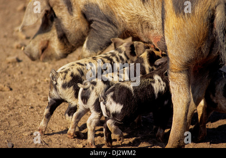 Turopolje-Schwein, Turopoljeschwein, Turopoljska svinja Stockfoto