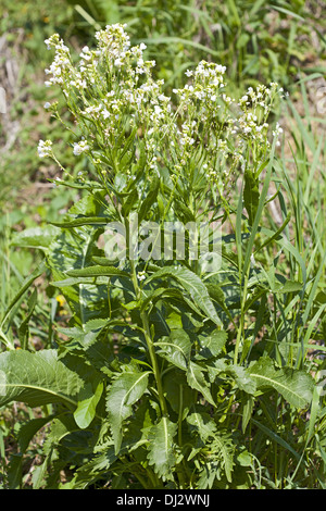 Meerrettich Armoracia rusticana Stockfoto