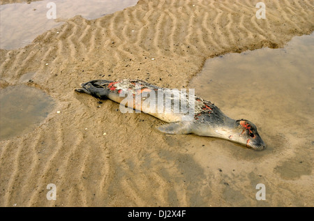 Hafen von Dichtung (Phoca Vitulina), tot auf dem Strand, Seehund, versiegeln Seehund (Phoca Vitulina), zusammengenähten Seehund bin Strang, Stockfoto