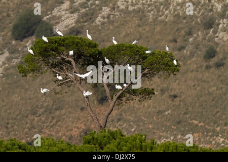 Seidenreiher (Egretta Garzetta) sitzen auf einem Baum im Feuchtgebiet von Strofilia, Peloponnes, Griechenland Stockfoto