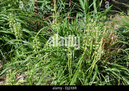 Grape hyacinth Stockfoto