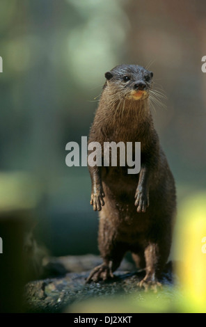 orientalische kleine krallte Otter (Aonyx Cinerea), asiatische kleine krallte Otter, Zwergotter (Aonyx Cinerea), Kurzkrallenotter Stockfoto