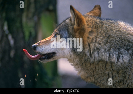 Europäischer Wolf, Wolf (Canis Lupus), Europäischer Wolf, Wolf (Canis Lupus), grauer Wolf Grauwolf Stockfoto
