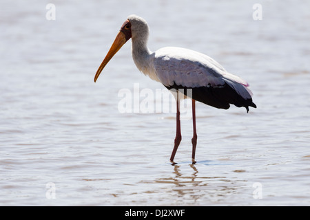 Hunger (Mycteria Ibis) Stockfoto