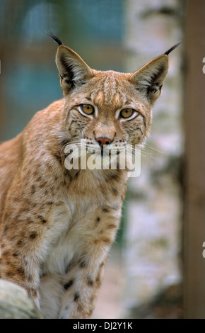 Europäische Luchs, Eurasischer Luchs (Lynx Lynx), Europäischer Luchs, Eurasischer Luchs (Lynx Lynx) Stockfoto