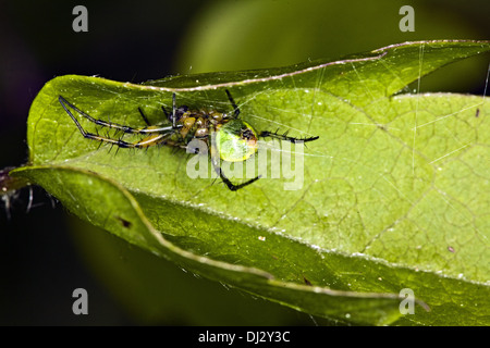 Gurke Green Spider, Araniella curcubitina Stockfoto