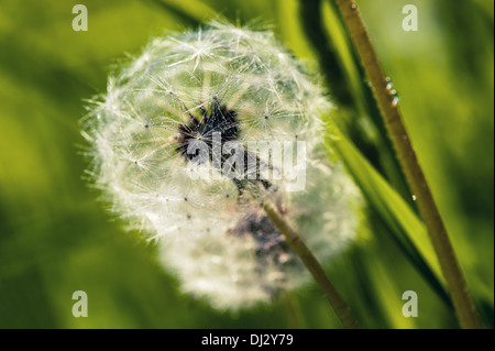 Löwenzahn mit Tautropfen Stockfoto