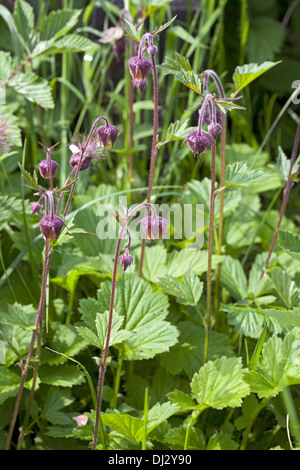 Geum Rivale, Wasser Avens Stockfoto