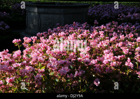 Begonien Stockfoto