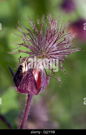 Geum Rivale, Wasser Avens Saatgut Kopf Stockfoto