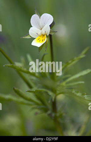 Viola Arvensis, Feld Stiefmütterchen, Veilchen Stockfoto