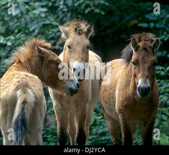 Gruppe der Przewalski - Pferde, Przewalski Pferd (Equus Ferus Przewalskii), Tachi, Gruppe Przewalski - Pferde, Przewalski-Pferd Stockfoto