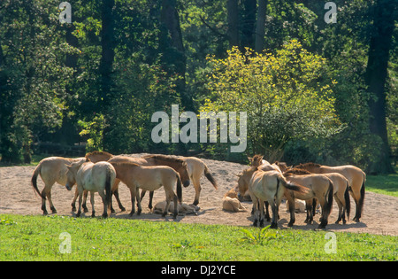 Gruppe der Przewalski - Pferde, Przewalski Pferd (Equus Ferus Przewalskii), Tachi, Gruppe Przewalski - Pferde, Przewalski-Pferd Stockfoto
