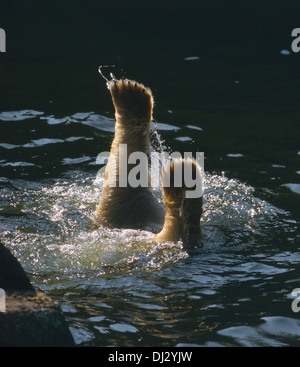 Eisbär (Ursus Maritimus), Polarbär, Polar Bär (Ursus Maritimus) Stockfoto