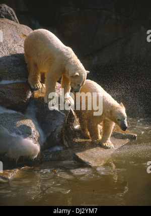 Eisbär (Ursus Maritimus), Polarbär, Polar Bär (Ursus Maritimus) Stockfoto