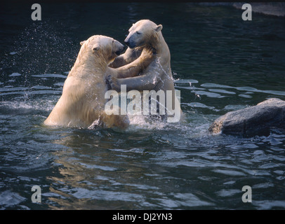 Eisbär (Ursus Maritimus), Polarbär, Polar Bär (Ursus Maritimus) Stockfoto