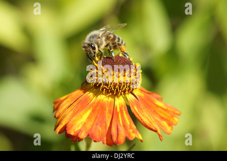 Sneezeweed Stockfoto