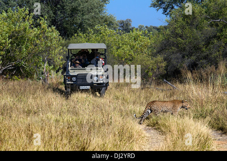 Ein Leopard verläuft mitten vor einem der 4 x 4 für Safaris, Camping in der Nähe von Khwai River Lodge von Orient-Express in Botswana dienen. Stockfoto