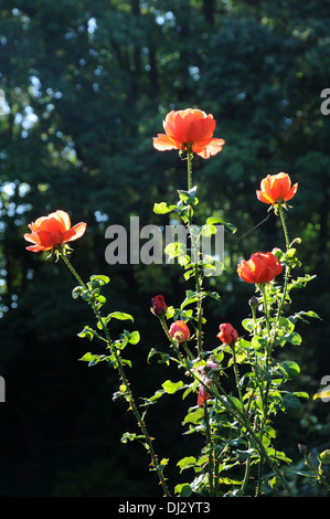 Hybrid-rose Stockfoto