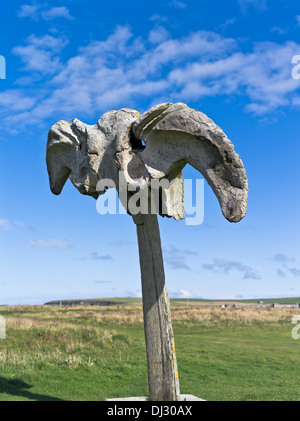 Dh Walknochen BIRSAY ORKNEY Fischbein Knochen Schottland Stockfoto