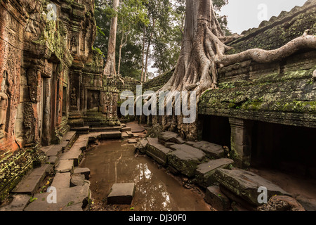 Großer Baumwurzeln wachsen über den Ta Prohm Tempel in der Nähe von Siem Reap, Kambodscha. Stockfoto