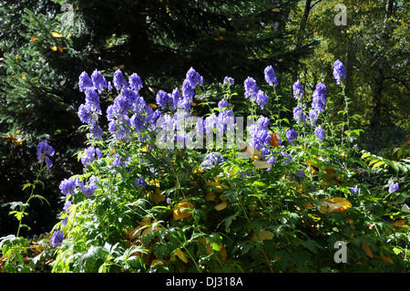 Chinesische Aconitum Stockfoto