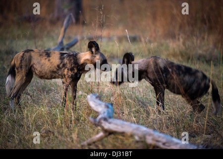 Zwei afrikanische Wildhunde oder Jagdhunde (Wildhund) in der Nähe von Camp Khwai River Lodge von Orient-Express in Botswana, in das Moremi Stockfoto