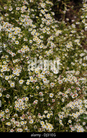 Heide-aster Stockfoto