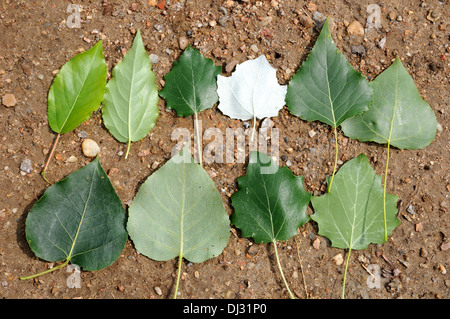 Pappel-Blätter Stockfoto