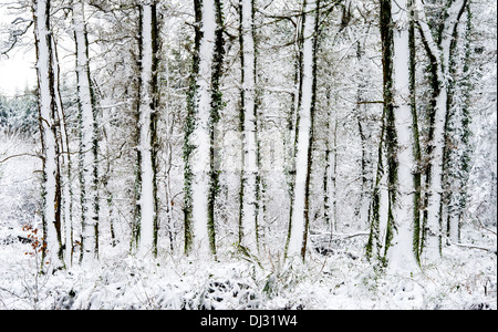 schneebedeckte Bäume im Winter in der Nähe von Arlington, Devon UK Stockfoto