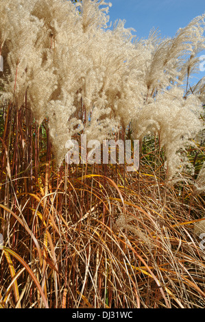 Chinesische Silber Rasen Stockfoto