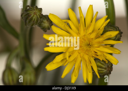 Rough Hawksbeard, Crepis biennis Stockfoto