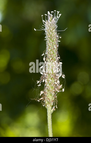 Hoary Wegerich, Plantago media Stockfoto