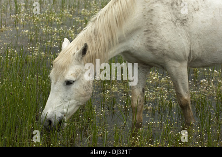 Camargue-Pferd auf Nahrungssuche in einem Feuchtgebiet Stockfoto