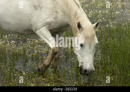 Camargue-Pferd auf Nahrungssuche in einem Feuchtgebiet Stockfoto