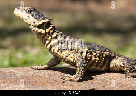 Umhüllte Rieseneidechse (Cordylus Giganteus) Stockfoto