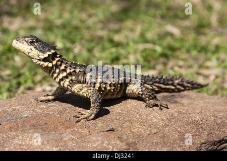 Umhüllte Rieseneidechse (Cordylus Giganteus) Stockfoto