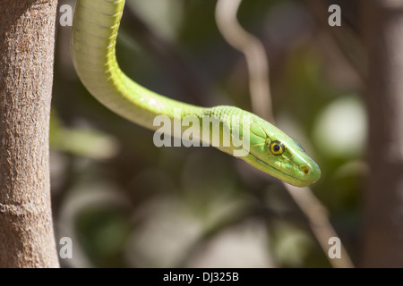 Grüne Mamba (Dendroaspis Viridis) Stockfoto