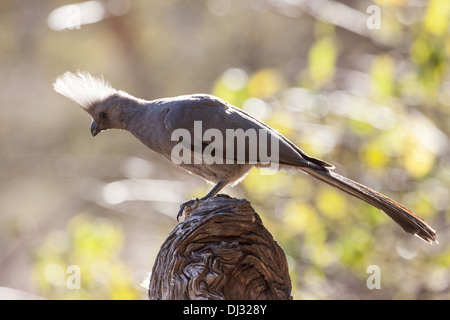 Grauer Vogel Lärm (Corythaixoides Concolor) Stockfoto