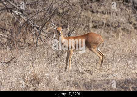 Steinböckchen (Raphicerus Campestris) Stockfoto