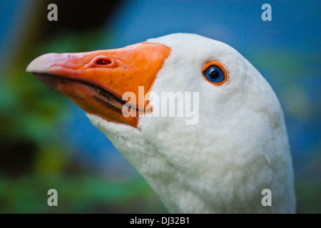 Hausgänse (Anser Anser Domesticus) Stockfoto