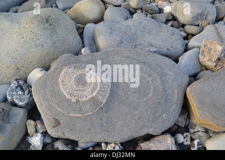 Jurassic Coast, Monmouth Beach, Lyme Regis, Dorset, England: Ammoniten im Felsen Stockfoto