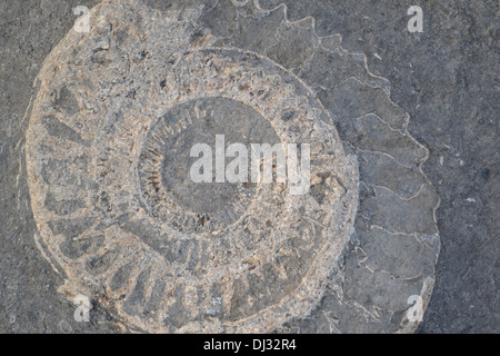 Jurassic Coast, Monmouth Beach, Lyme Regis, Dorset, England: Ammoniten im Felsen Stockfoto