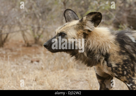 Afrikanischer Wildhund (LYKAON Pictus) Stockfoto