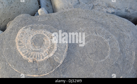 Jurassic Coast, Monmouth Beach, Lyme Regis, Dorset, England: Ammoniten im Felsen Stockfoto