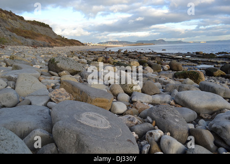 Jurassic Coast, Monmouth Beach, Lyme Regis, Dorset, England: Ammoniten im Felsen Stockfoto