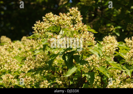 Amur-Ahorn Stockfoto