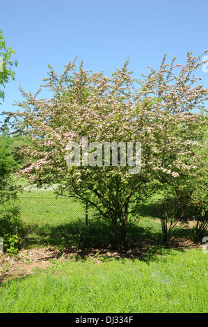 Kleine Blumen schwarz Weißdorn Stockfoto